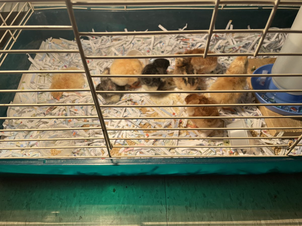 l_handlon's tweet photo. Hatching chicks in Rm 209. So excited we have 8 healthy chicks. Thanks to Diane Kelley our 4H extension officer for setting this up and giving the students an awesome experience they will never forget. #TMGenius @TME_tigers https://t.co/4okIZVL6AD