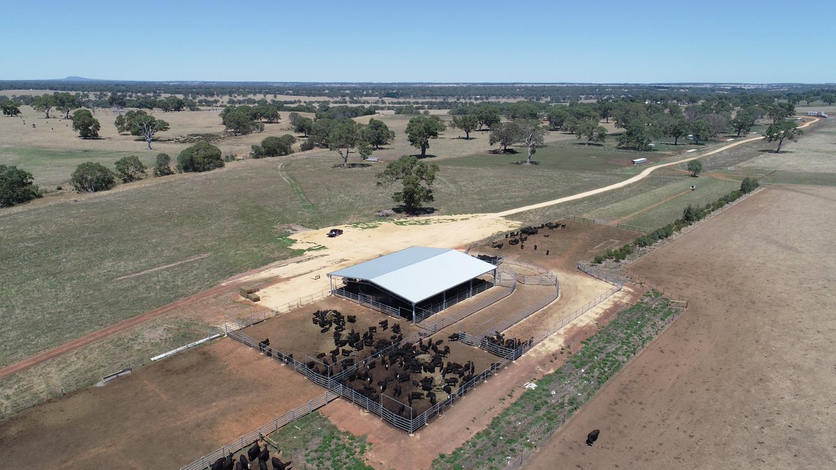ActionSteel's tweet photo. Flashback Friday💭
A 24m x 21m x 4m cattle yard cover completed in 2020.
📍Wannon VIC
#ActionSteel #BigSheds #ProWayAUS @ProWay2000 #cattle #cattleyards #yardcover https://t.co/waoQAyKuRO