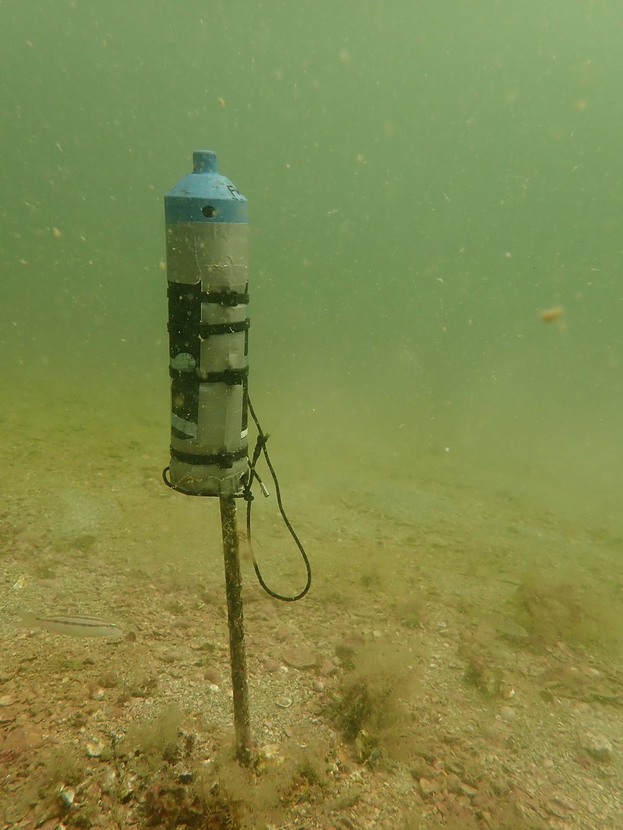 Dr. Sue Lowerre-Barbieri tweet media