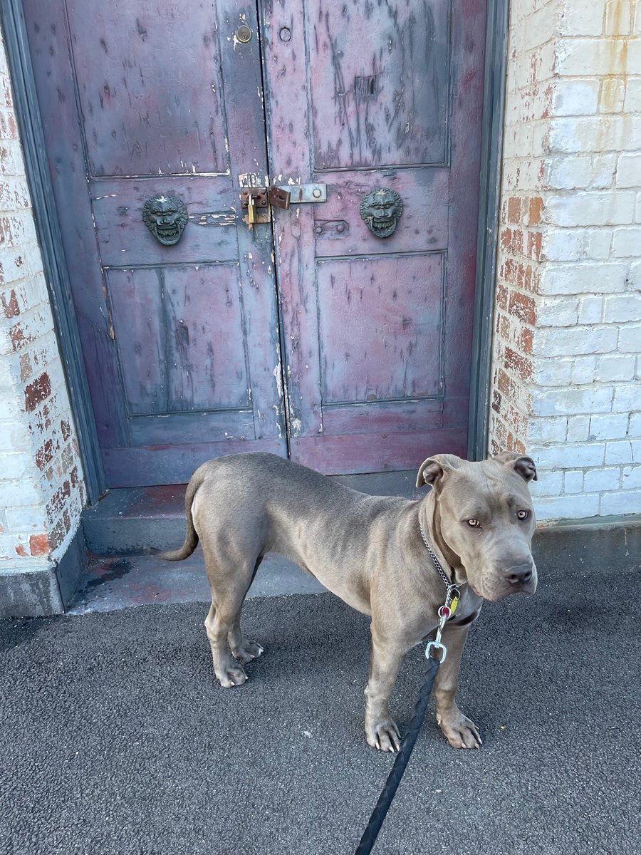 Welcome to our home baby Cleopatra, also known as Cleo, Chunky, Chunky-Baby and so on... can't be left alone without the destruction of everything in sight ensuing - lucky she is so cute. ❤️❤️❤️❤️