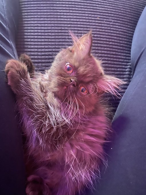 Me: Day 3 of EDC https://t.co/qQtyRJZiqg<a href="/tag/lostcause"class="tags"><span>#lostcause</span></a>