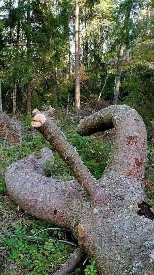 Твиттэр ч инстаграмм шиг болж дээ.