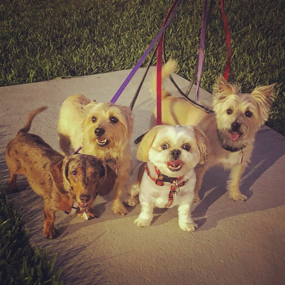 triciaritt's tweet photo. @DannyDeraney @Crosbydoggy Nellie and Jimmy hanging with their โniecesโ
Twix and Reese in sunny FLA #whatacrew ๐๐ถ๐ถ๐ถ๐ถ๐ https://t.co/cNCAwGLhRc