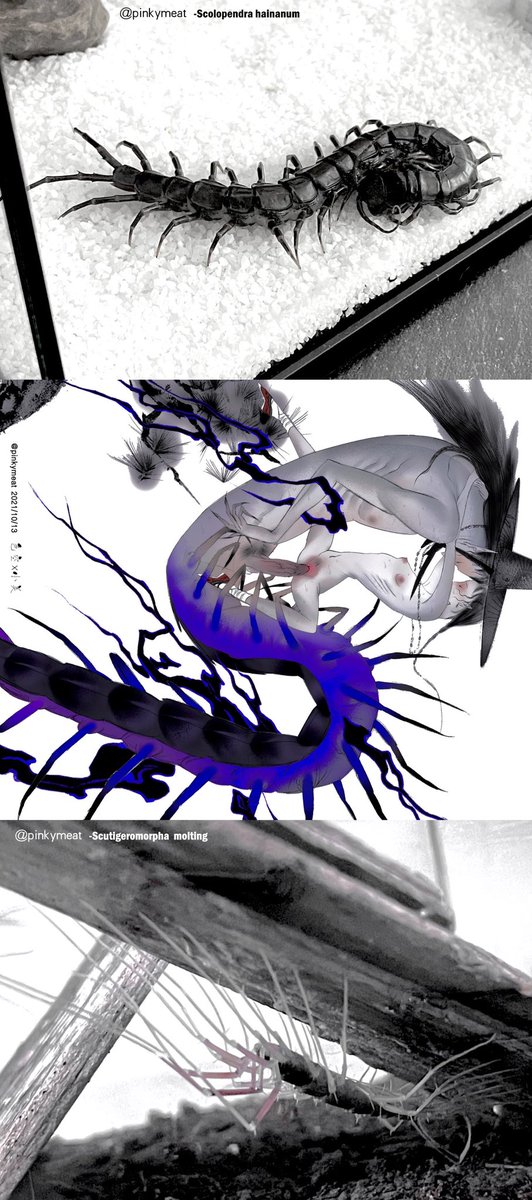 pinkymeat99's tweet photo. -
/#art #creepyart #bug #centipede #scutiger #characterdesign #anthropomorphic #adult https://t.co/kMtiBd1n12