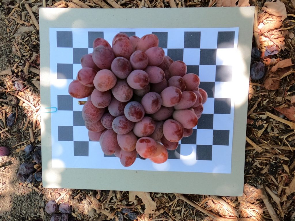 NewsFDCcl's tweet photo. #Subsole, #SpaceAG , #ASOEX y #CORFO: Proyecto piloto innova con Inteligencia Artificial para el conteo de fruta fresca de exportación https://t.co/yslyGlF3Jc https://t.co/X7f6E0yQKP
