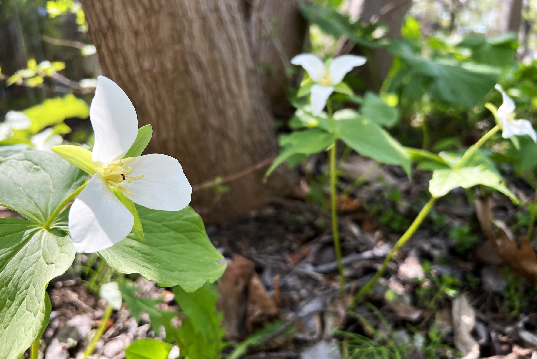 北海道大学理学部 理学部周辺の オオバナノエンレイソウ が咲き始めました 北大校章にも使われ 北海道の春を象徴する花です エンレイソウの花言葉は 叡智 一気に花が咲き始め 緑が芽吹くこの季節は 厳しい冬を耐えた道民への最高のプレゼントです