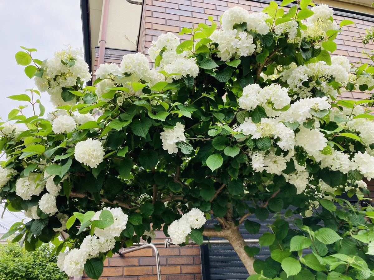 Debut52's tweet photo. 5月は外も家の中も花がいっぱい😊 https://t.co/AImGJekroi