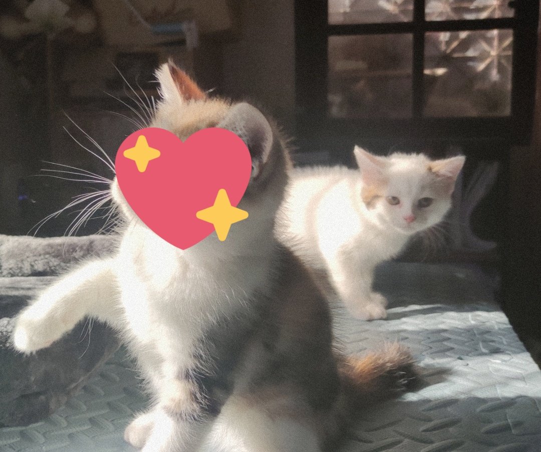 AprzAugZ's tweet photo. ด.ช.สก็อตติช หาบ้านค้าบ 
พร้อมย้าย 
#แมวหาบ้าน #ฟาร์มแมว #สก็อตติช #ScottishFold https://t.co/yhiHhZ4yNR