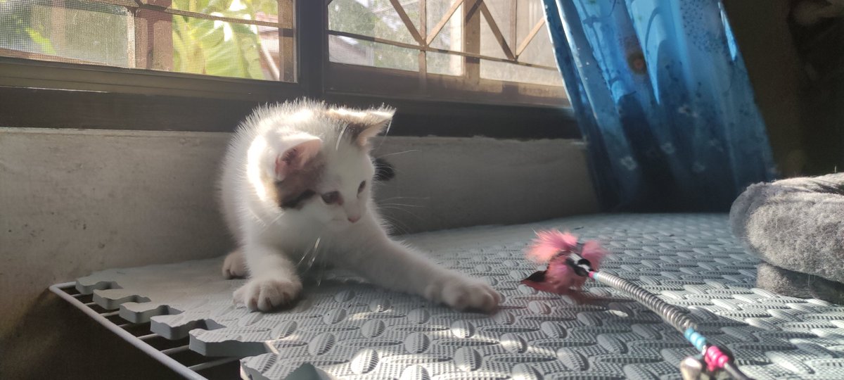 AprzAugZ's tweet photo. ด.ช.สก็อตติช หาบ้านค้าบ 
พร้อมย้าย 
#แมวหาบ้าน #ฟาร์มแมว #สก็อตติช #ScottishFold https://t.co/yhiHhZ4yNR