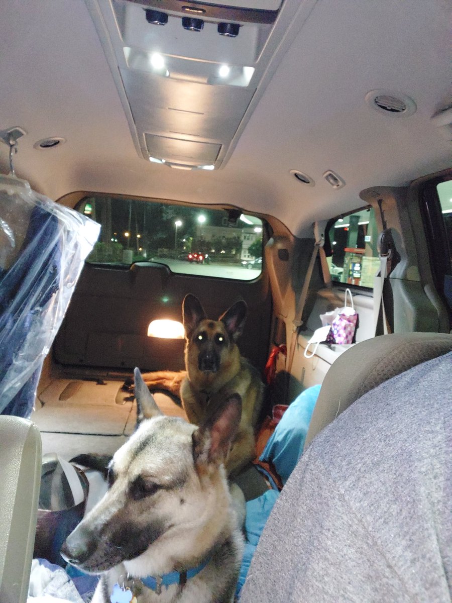 j_o_neill's tweet photo. Heading out #kcbound #doggoride https://t.co/jQ5vRBcot6