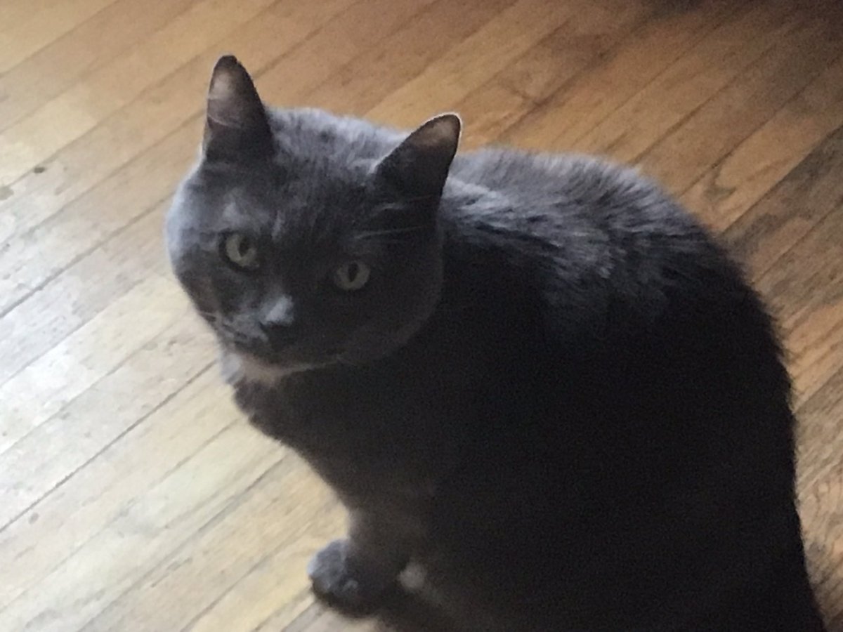 Aokamaii's tweet photo. Meow https://t.co/2XAnu377Qa