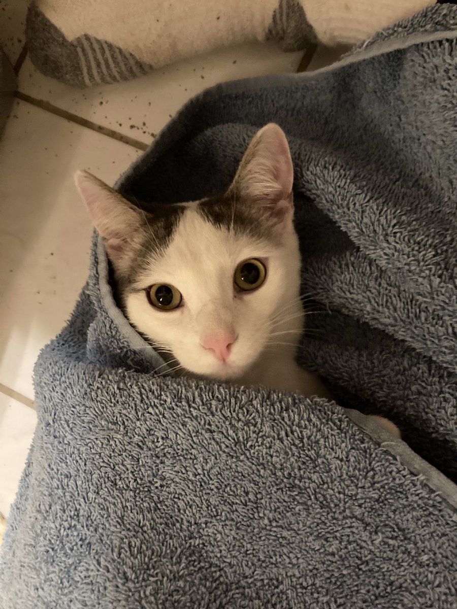 Tonight was a good night for hanging our with cats in the basement as tornado warnings rolled through the Twin Cities. I ran under a forming tornado up north once where there was no warning, so I’m thankful for early warnings and local coverage from <a href="/FOX9/">FOX 9</a> in the metro!