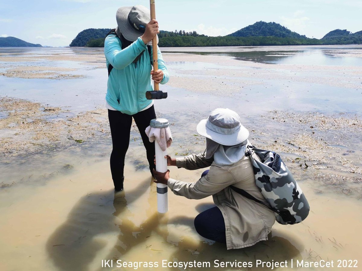 marecet's tweet photo. UPDATE FROM THE FIELD: After 2.5 years of delays due to the pandemic, we are finally able to get started again with our International Klimate Initiative (IKI) Seagrass Ecosystem Services Project*, which is focused around Pulau Setindan, Pulau Sibu, and Pulau Tinggi in Johor. https://t.co/5irC8P6XnX
