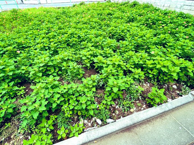 今朝、腰痛もだいぶ落ち着き、梅雨入り前に軽く走って来ました。(まだ前屈無理なの分かったのでのんびりと)桜の季節に取り壊されたお家の跡地を久しぶりに通ったら一面お花畑のように。繁殖力すごっ 