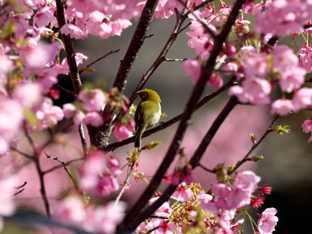 37Obeid's tweet photo. The sound of the birds chirping in the morning is one of the most beautiful things that happen to us at the beginning of the day.#𝒟𝒾𝑒𝒷𝒪1 #𝒟𝒾𝑒𝒷𝒪37 https://t.co/FsZ1sRG5AG