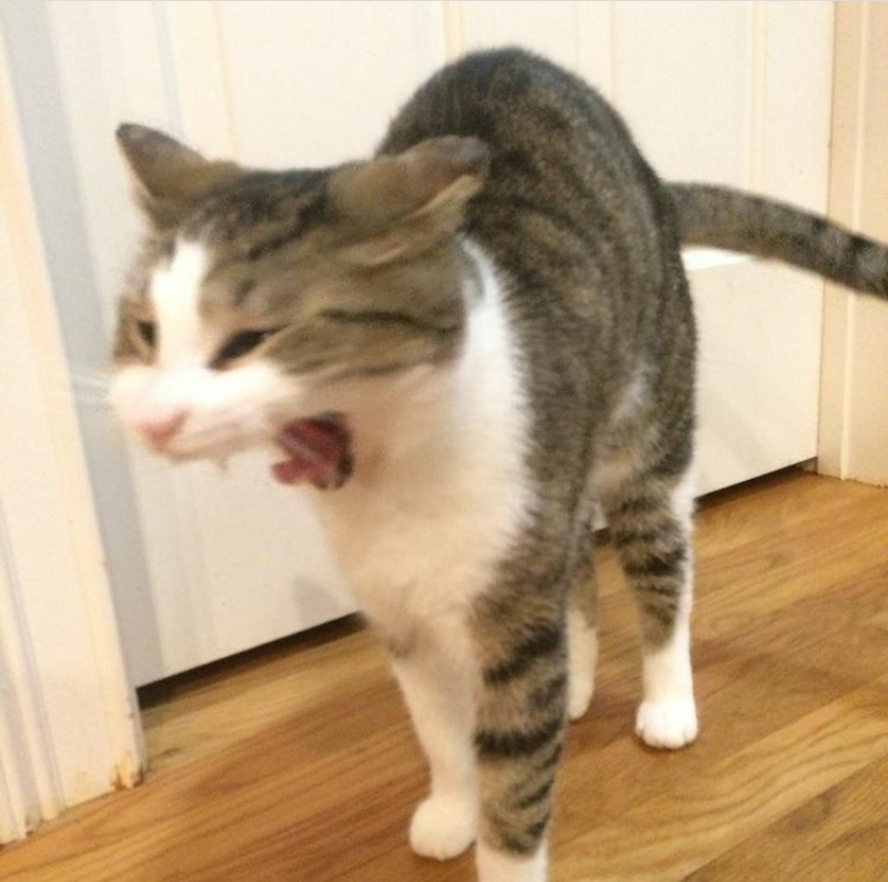 ChipArky's tweet photo. Me at 7:59am tommorow 
#apworld #apexam   #collegeboard #cat #apmememes #Memes https://t.co/PbZwNEMG6C