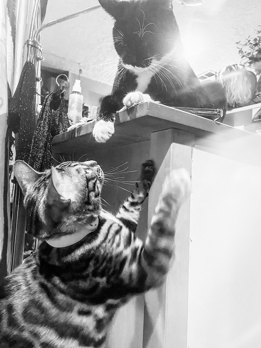 dahliadivinepdx's tweet image. The boys having a moment. #CatsofTwitter #twodaysbefore #Caturday 😻😻🐾🐾🐾