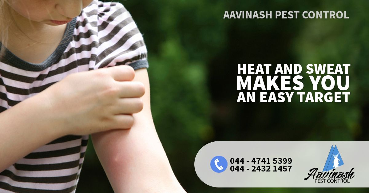 AavinashPest's tweet image. 📲 Contact us Today! +91 98414 97999

🌍 aavinashpestcontrol.com

#PestProblem #WeProtectYourHome #PestControlSolution #CommercialPestControlServices #PestControl #PestControlChennai #PestControlService #HerbalPestControlChennai #TermiteControlServicesChennai