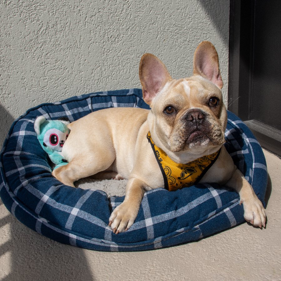 Happy #NationalPetMonth! Treat your furry friend to a paw-some sunbathe on a balcony of one of our pet-friendly rooms. Woof you like to book now? 👉bestwestern.com/en_US/book/hot…