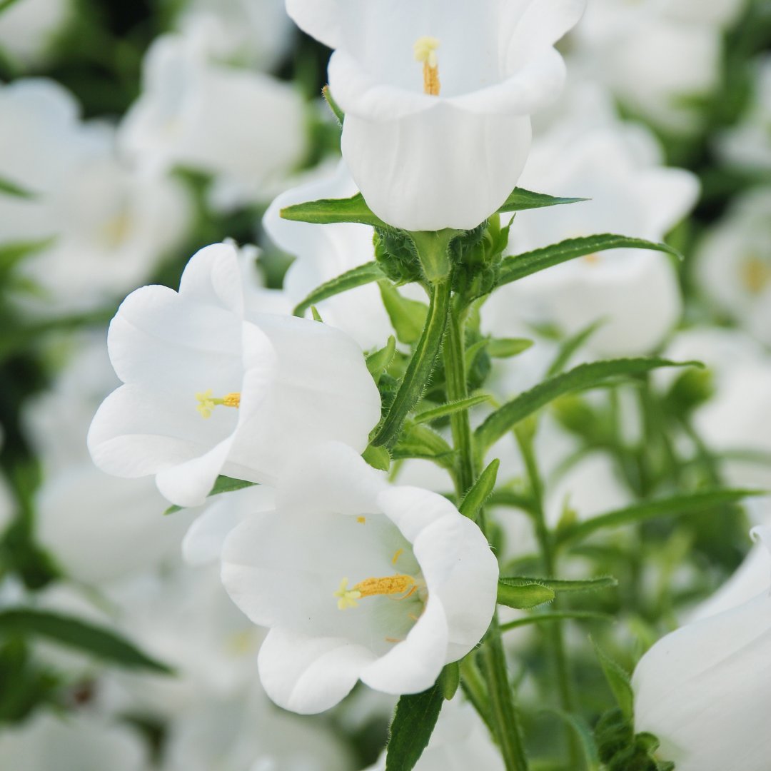 HouseplantJoy's tweet photo. White flowers remind me so much of simplicity and happiness. What do you love about white flowers?

#houseplant #plantfeed #plantlovers #plantfun #houseplantcommunity https://t.co/QNTGRz9pNc