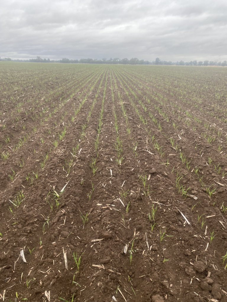 LPB-Raider wheat up and away. Got a dose of Mateno Complete yesterday prior to 6mm rain overnight. <a href="/PacificSeeds/">Pacific Seeds</a> <a href="/BreedersPlant/">LongReach Plant Breeders</a> @paulinetwidale1 <a href="/Azzaseed/">Aaron Giason</a> <a href="/ed_harrod/">Ed Harrod</a> <a href="/gusmac05/">Gus MacLennan</a> <a href="/Bayer4CropsAU/">Bayer AU 🇦🇺 | Crop Science</a>
