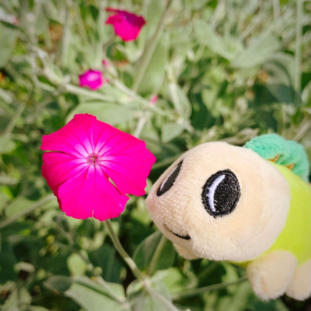 杉並区みどり公園課 スイセンノウ 酔仙翁 京都仙翁寺が名前の由来と言われるナデシコ科センノウ属 濃いピンクの花色を お酒に酔った様子に喩えて 酔仙翁 別名は ヒトリムスメ で 枝分かれしたそれぞれの茎に一つずつ花を咲かせるからだそうです