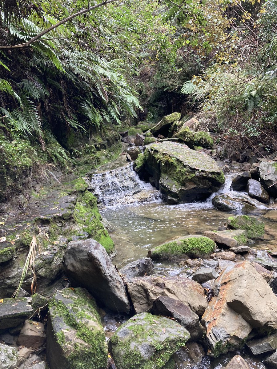 Hunting hot springs today… little treasure map to help us along… the nikau are awesome!