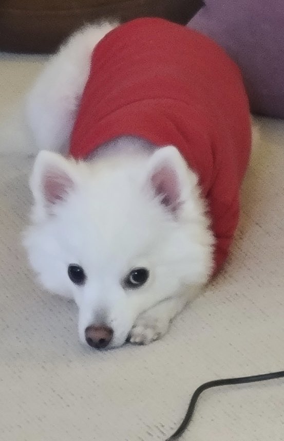 TPSTmessages's tweet photo. [fancafe] 220424 🦉☕️

“tada~ it’s taerae” *cutely*

(1/2)

#tempest #tpst #템페스트 #taerae #태래 https://t.co/RxgjPzavxe