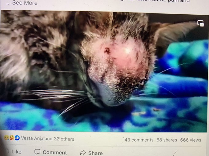 psychicwhisper3's tweet image. 🆘🏥 ATHENA ‼️ This Poor Cat Must Be In So 
Much Pain With This Huge Abscess On Her 
Forehead😱Just 3 Months Old  #158127  
#PVASTX Palm Valley Edinburg,TX❌Final Date
‼️ Is 5/12 At 6:30pm❌Needs Fast🏃‍♀️Action 2 Get Her  #MedicalCare😩&amp;amp; Out 
📧rescue@pvastx.org #Pledge4🚑#RESQ 🙏