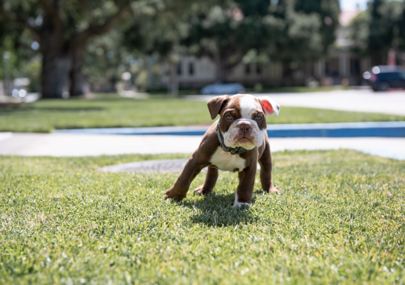 UofRedlands's tweet photo. George is the first official Bulldog mascot with chocolate brown fur. He likes that about himself. Don't forget to vote on his middle name at
https://t.co/yCvActpRjW #mascot https://t.co/A8cHVMiE9U