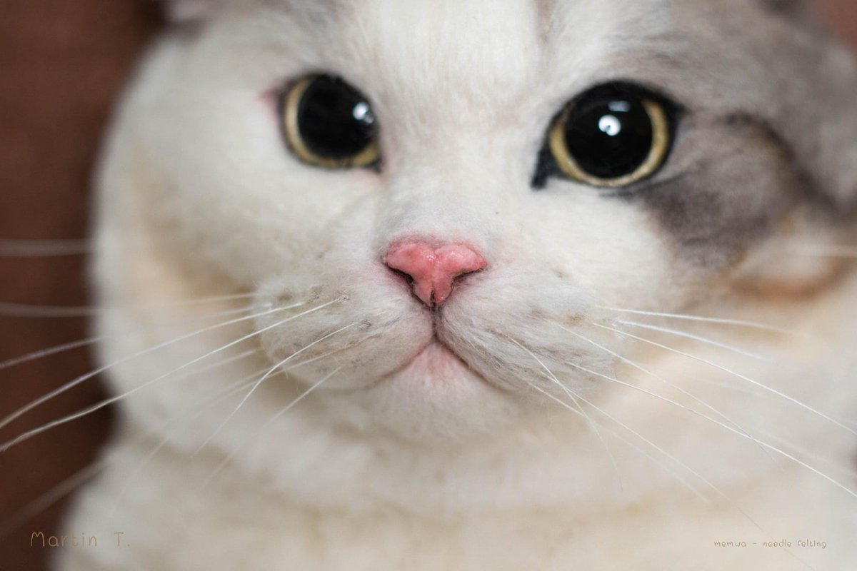 memwa_handmade's tweet photo. #catlover #portraitcat #needlefelting #ให้ฉันเป็นของเธอ https://t.co/O6DbUFlQd2