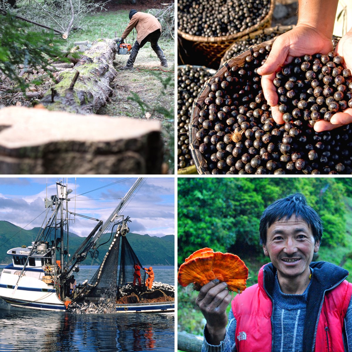 IPBES's tweet photo. The use of wild species is a vital part of almost every human community. How can people sustainably benefit from wild species?💭🍄🌿

—@IPBES #SustainableUse of Wild Species Assessment launching on 8 July 2022 at #IPBES9

For more info: https://t.co/AMHqd84Pza https://t.co/R0GJYSylYz