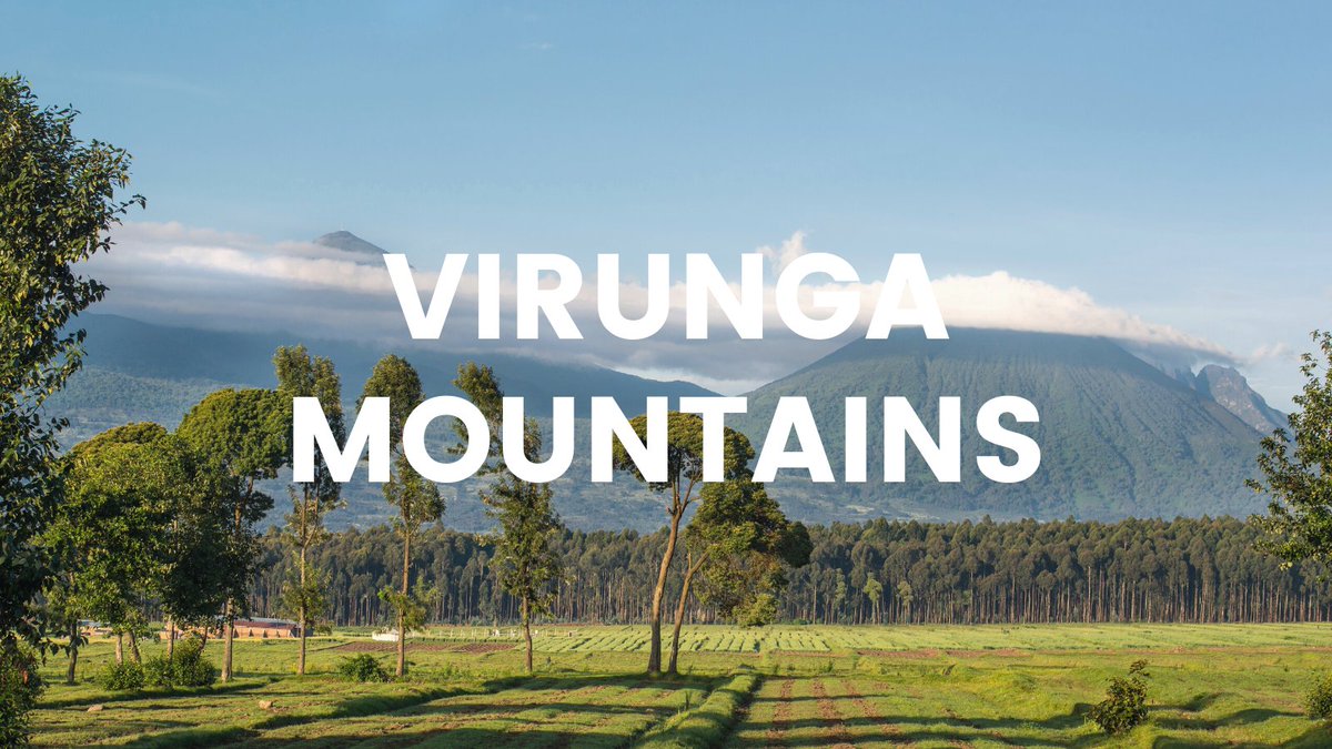 JourneyHeroApp's tweet photo. Did you know? Virunga Mountains are a chain of 8 volcano mountains and they are best known for their biodiversity and as home to many endangered species including mountain gorillas and okapis. ⛰️🦍#makeitpossible 

#virungamountains #rwanda https://t.co/HEu7kAtPlP