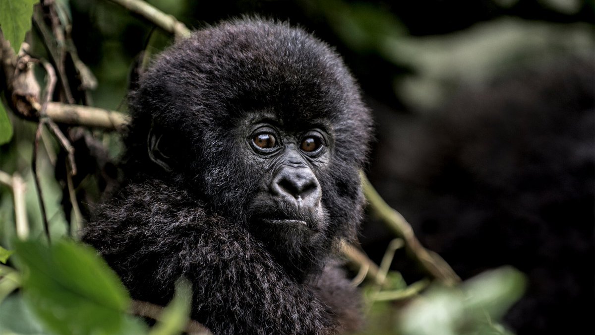 JourneyHeroApp's tweet photo. Did you know? Virunga Mountains are a chain of 8 volcano mountains and they are best known for their biodiversity and as home to many endangered species including mountain gorillas and okapis. ⛰️🦍#makeitpossible 

#virungamountains #rwanda https://t.co/HEu7kAtPlP
