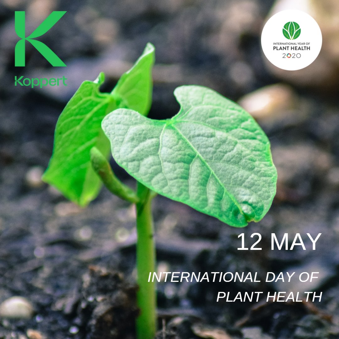 Today is the inaugural international #PlantHealthDay designated by the United Nations to raise global awareness  on how protecting plant health can help end #hunger, reduce #poverty and boost economic development.
#koppert #partnerswithnature