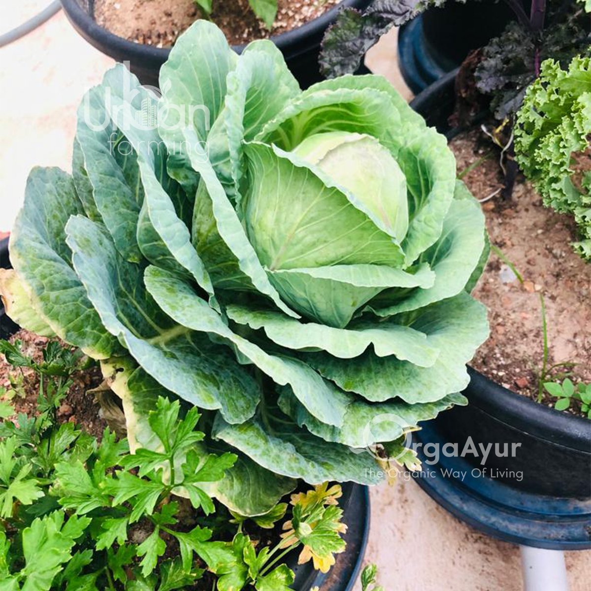 OrgaAyur's tweet photo. Delightful views!!
.
.
.
https://t.co/4jiSeMbfVZ
Call: 📞| +91 7902210004
📧| info@orgaayur.com
#healthyfood #healthyeating #eathealthy #stayhealthy #healthydiet  #fruits #veggies #freshfood  #urbanfarming #trivandrum #kollam #kottayam #kochi #kerala  #clientsdiary #clientlove https://t.co/7CA0MXb5Ow