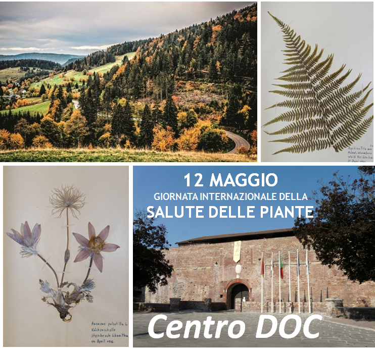 MonferGreenFarm's tweet photo. #PlantHealthDay
GIORNATA INTERNAZIONALE DELLA SALUTE DELLE PIANTE
#erbari composti e conservati con cura da ricercatori, esploratori e appassionati di ogni epoca in #Monferrato, #Piemonte, #Liguria, #Italia e nel #mondo
🟢 https://t.co/zQumHmzO92 https://t.co/UepchHaDtW