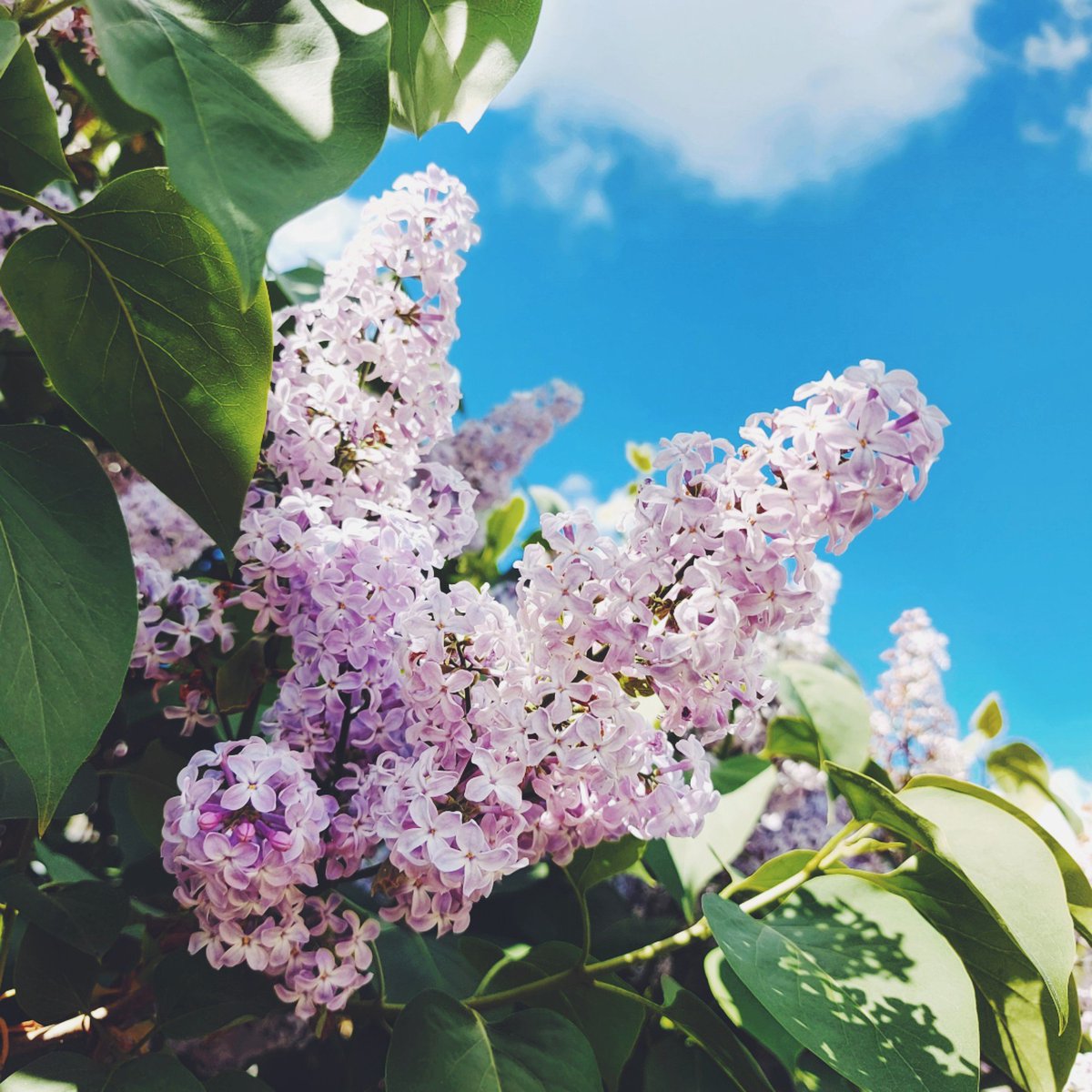 Today is #InternationalNursesDay 

To the nurses who saved my life, gave me life and became life long friends........you are all awesome.

Too many to name but I genuinely hope you know who you are 💙