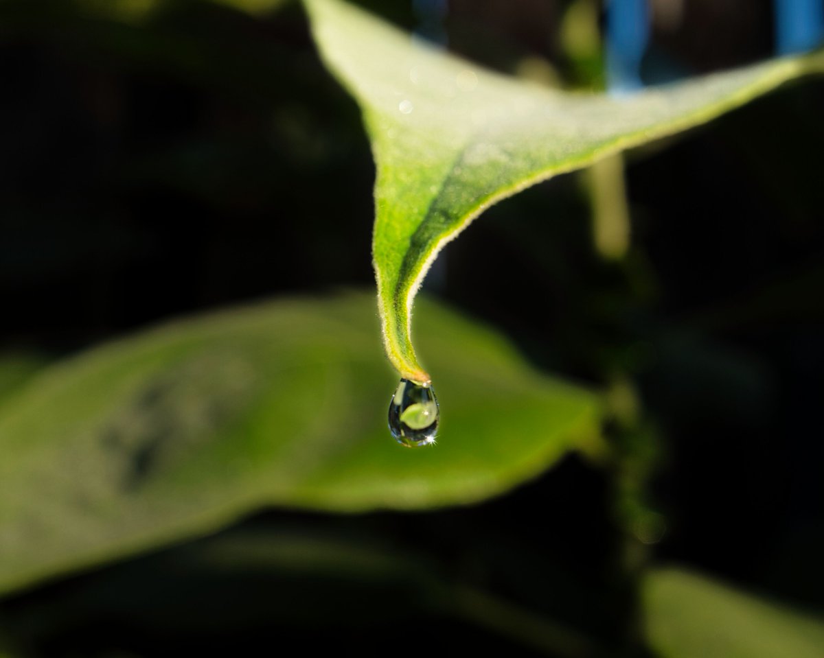 tadj0225's tweet photo. @TheSneakyLens Hi, this is my recent photography in the morning.
#Photography #NZPhotography #PlantPhotography
#NorthShore #Auckland #NewZealand
#SonyAlpha #a7iii #Tamron #F050 #カメラ好きな人と繋がりたい #写真好きな人と繋がりたい https://t.co/VqMuT9l9pt