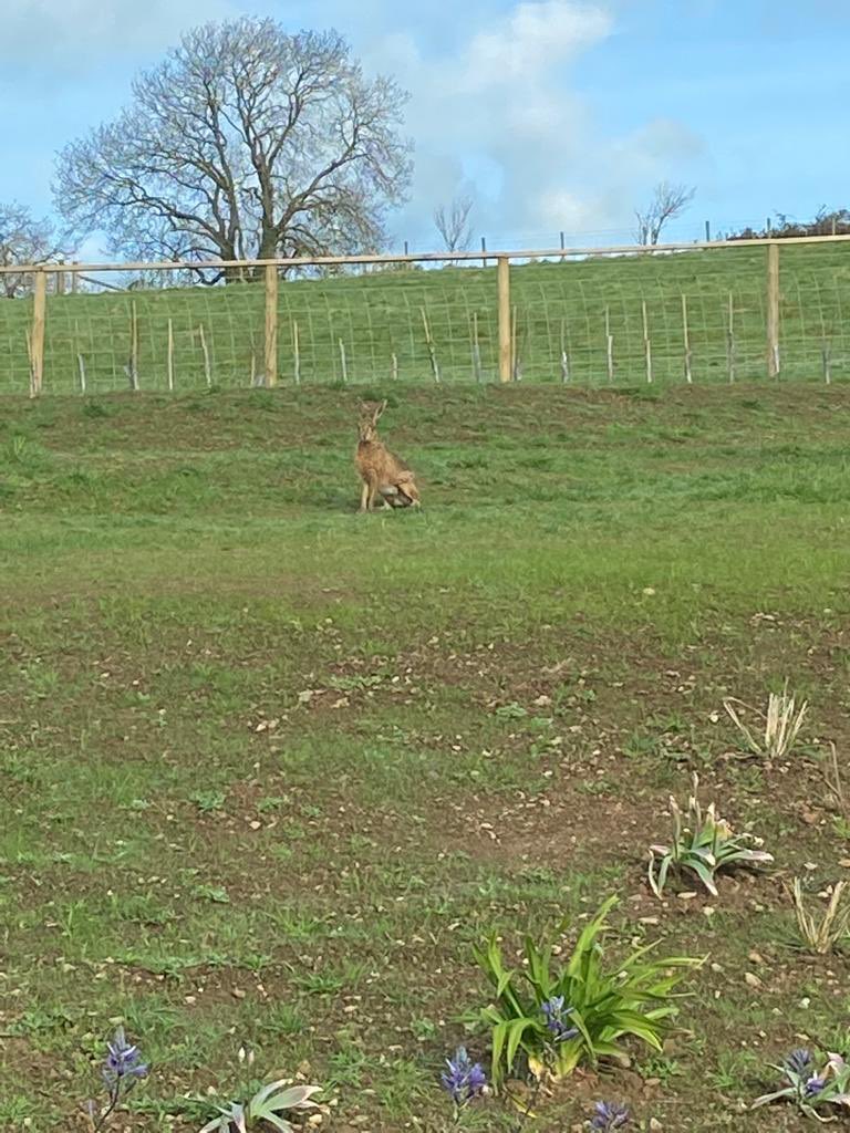 Look who visited our garden this morning! We’ve seen them in the camping fields but never this close to the house… <a href="/North_Wales_WT/">North Wales Wildlife Trust</a> <a href="/VisitAnglesey/">Visit Anglesey</a>