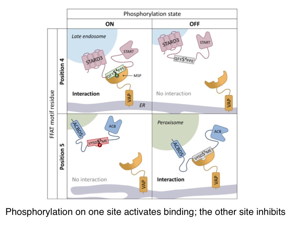 We have a "News and Views" from <a href="/SuzanKors/">Suzan Kors</a>, <a href="/JoeCost06620852/">Joe Costello</a> &amp; Michael Schrader <a href="/UniofExeter/">University of Exeter</a> about their work showing membrane contact is regulated both positively and negatively by phosphorylation.
journals.sagepub.com/doi/full/10.11…

The PO4 group can enhance or prevent FFAT-VAP binding.
