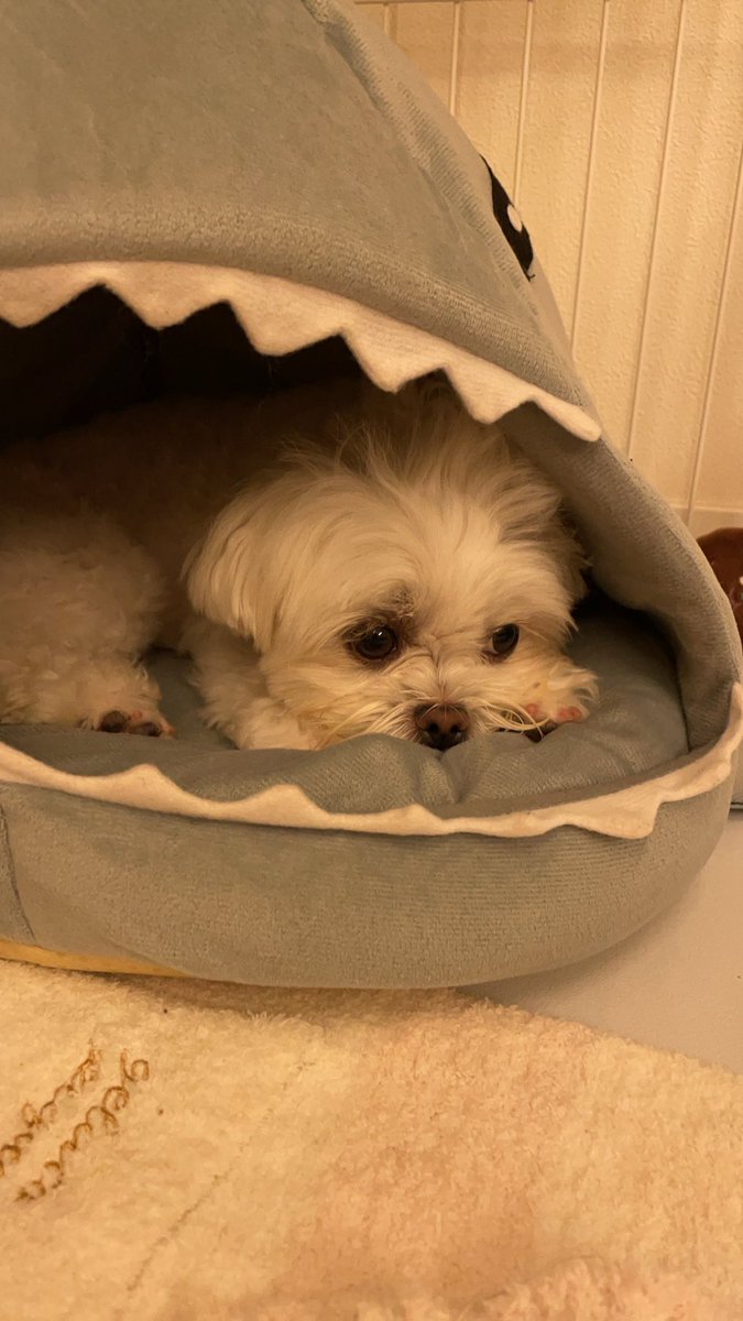 _chiaotzu's tweet photo. お気に入りサメハウス🦈
#マルチーズ #ポメラニアン #犬好きさんと繋がりたい #犬のいる幸せ #マルポメ #ポメマル #ミックス犬 #犬のいる暮らし #犬バカ部 #ちゃおず https://t.co/iZjtQrxZLj