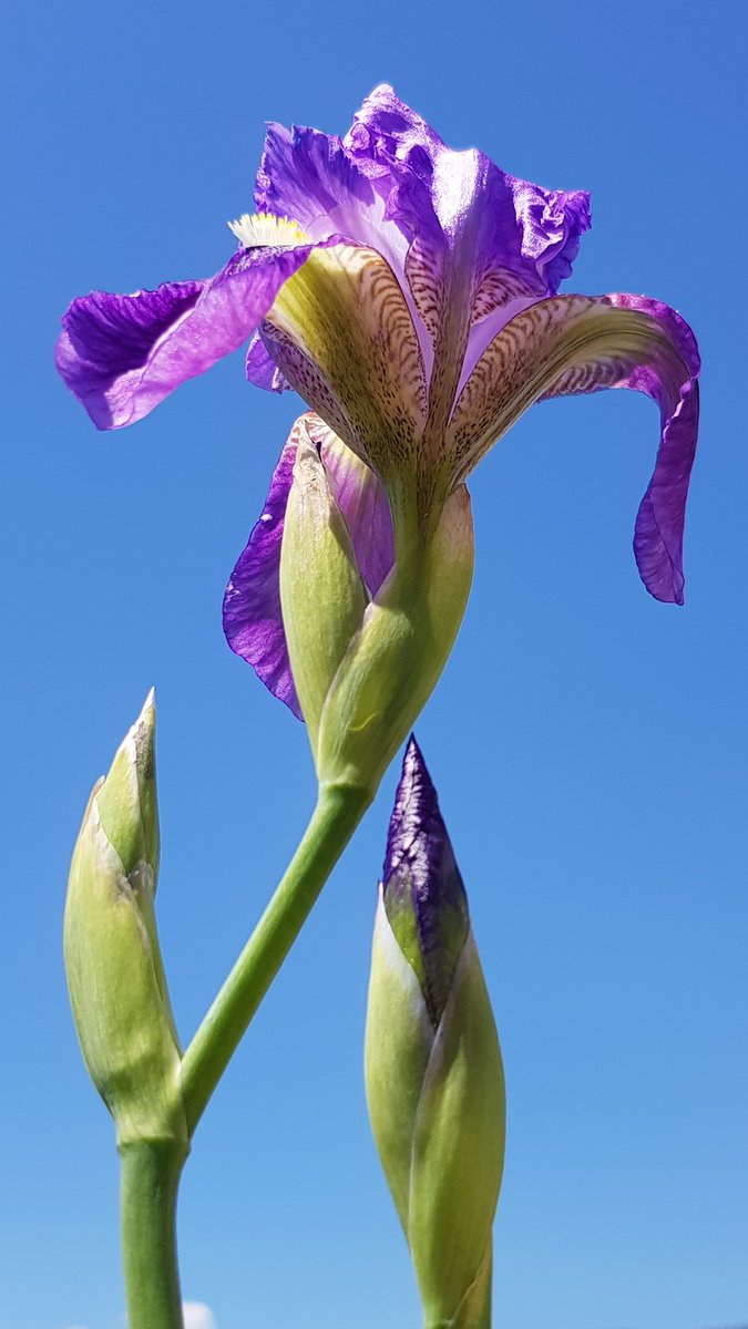 flower_time7's tweet photo. Purple Iris Germanica
#irisgermanica #flower #spring #gardenersworld #terracehome https://t.co/cRkAvX1RvI
