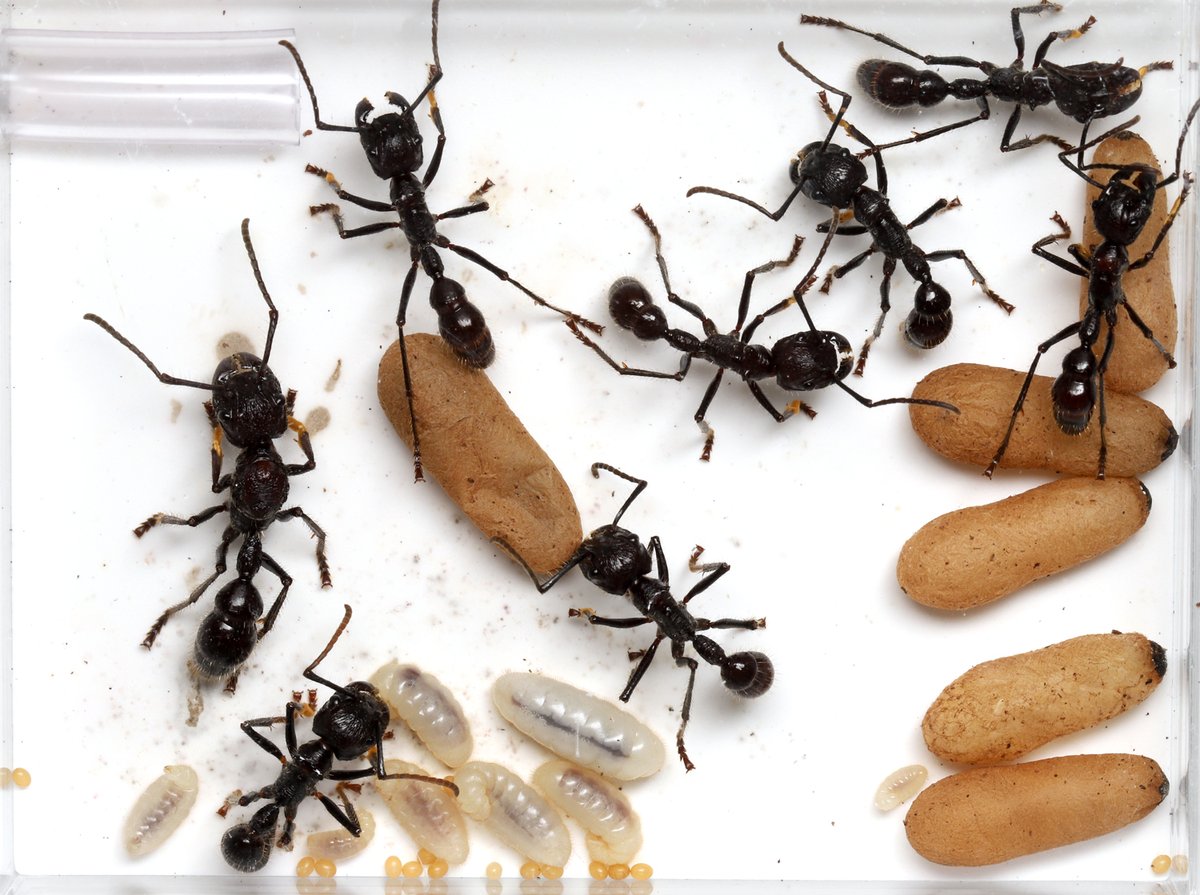 お譲りします / 蟻（バラ売り可） 国内種 | あり巣 in underground（蟻の総合店,飼育用品と女王アリ）