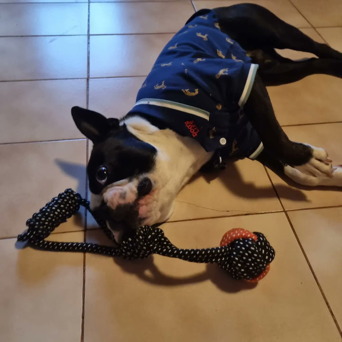 TheBostonDoggo's tweet photo. Mommy bought me a new outfit and toy because I was sick...im feeling better now... 

#nft #nftcommunity #nftart #nftcollector #nfts #doggonft #bostonnft #crypto #nftinvestor #polygon #polygonnetwork #polygonart https://t.co/IOWXsMiylO