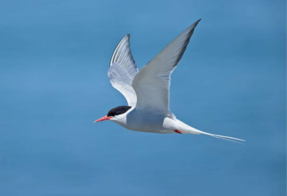 ConsComm tweet media