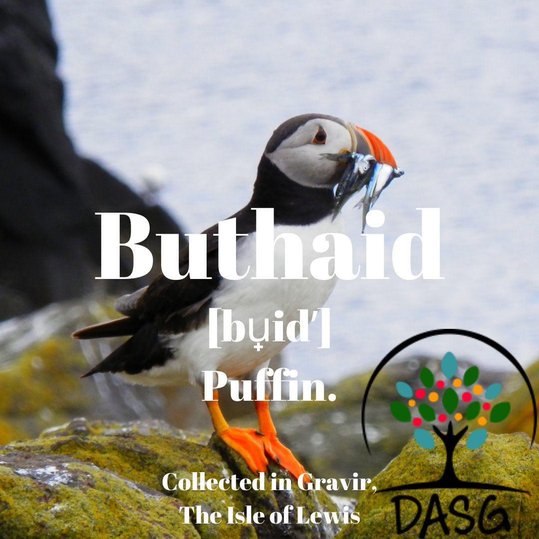 DASG_Glaschu's tweet photo. https://t.co/EsbPKmDe5h
🦆
BUTHAID - PUFFIN
🌊
#Buthaid #Puffin #Puffins #EunDubhAnSgadain #Puthaid #SeumasRuadh #Eun #Eòin #Birds #EòinMara #SeaBirds
🐥
#Grabhar #Gravir #LochanADeas #SouthLochs #Leòdhas #TheIsleofLewis #Alba #Scotland
#Gàidhlig #Gaelic https://t.co/KeWItKVAKB