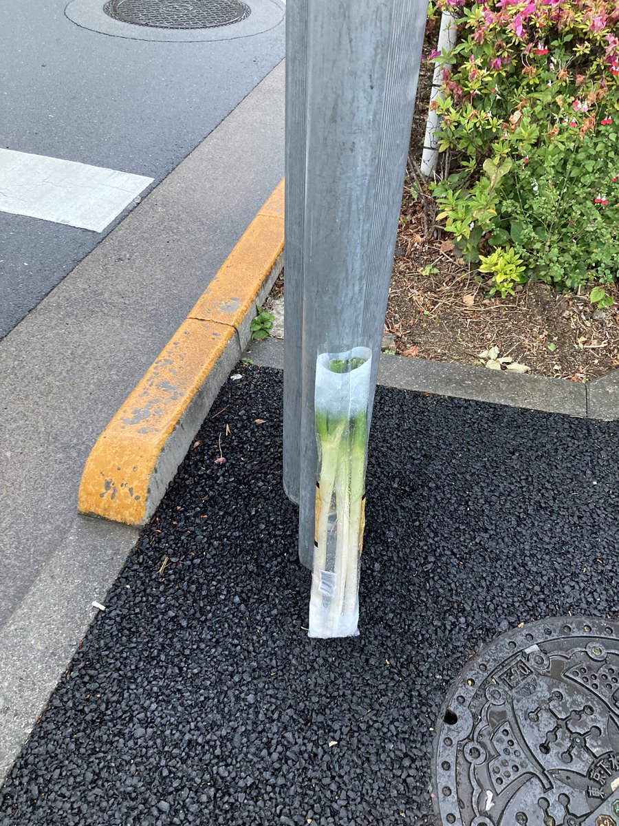 chikohalloween's tweet photo. 横断歩道の横になぞのネギ。
どうしてそこに立てた？ https://t.co/EFInUpnhGw