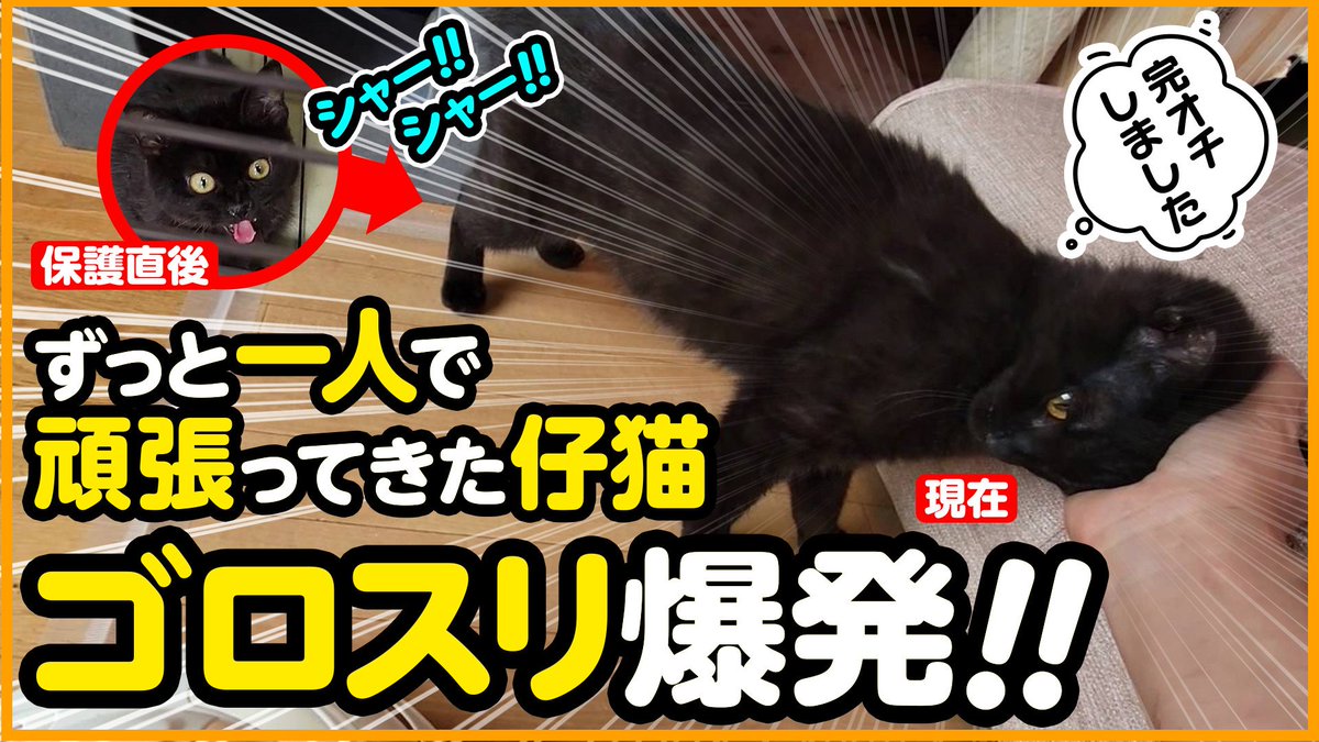 シャーシャー猫さんが、ゴロスリ猫さんになるまで✨️
ポポちゃん、今までよくがんばったね😊
詳しくはYouTubeにてご覧いただけます🎶

#保護猫
#猫好きさんと繋がりたい
#にこねこ
#にこねこ保育園