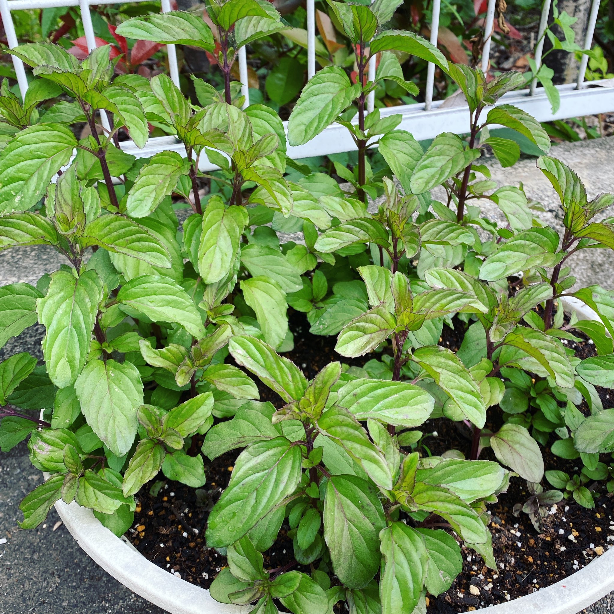 繭玉 私のモヒート用のミントが ぐんぐん育っています 地植えは要注意なミント系 小さなプランターだけど 今年は土の入れ替えもしたから ますます元気いい もうすぐ迎える暑い夏の 私用のモヒートに欠かせないミント要員です T Co